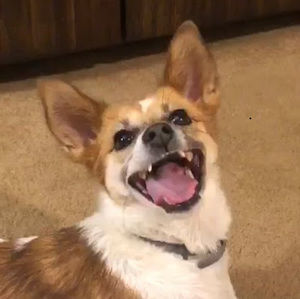 Meet your Posher, Lillian